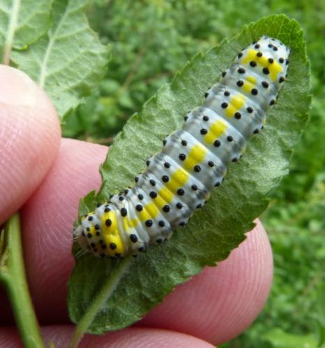 Réf. 205 024 : Diloba caeruleocephala